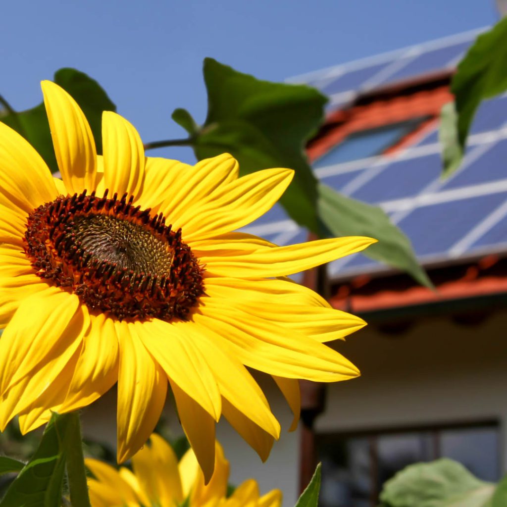 Solar panels reduce jacksonville florida homeowners energy bills to $0
